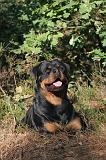 ROTTWEILER 003